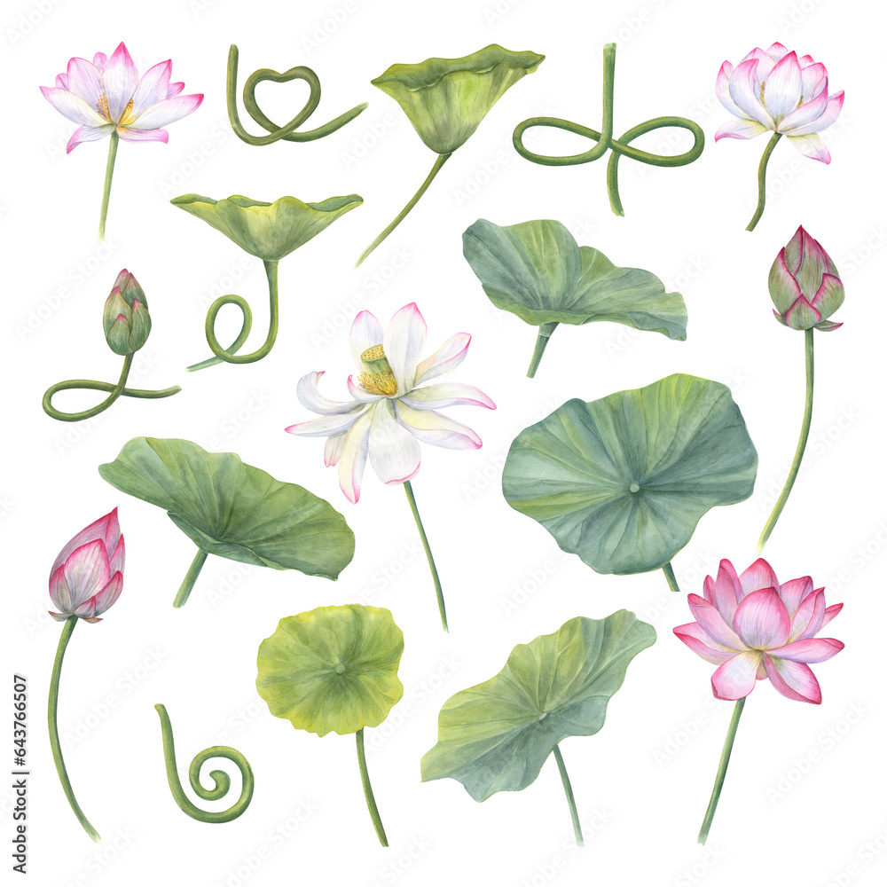Set of delicate Water Lily, leaves, buds, curving stems. Pink flower, green leaf, bud. Indian Lotus, Sacred Lotus. Watercolor illustration isolated on transparent background. For design Set of delicate Water Lily, leaves, buds, curving stems. Pink flower, green leaf, bud. Indian Lotus, Sacred Lotus. Watercolor illustration isolated on transparent background. For design