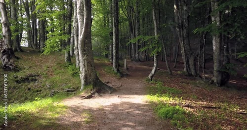 Hêtraie Forêt de Saou