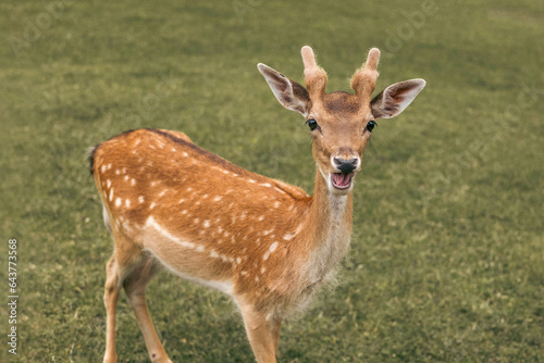 Portrair of young white-tailed deer with white spots standing in the grass in hot summer day.