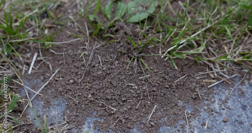 Ants Ants