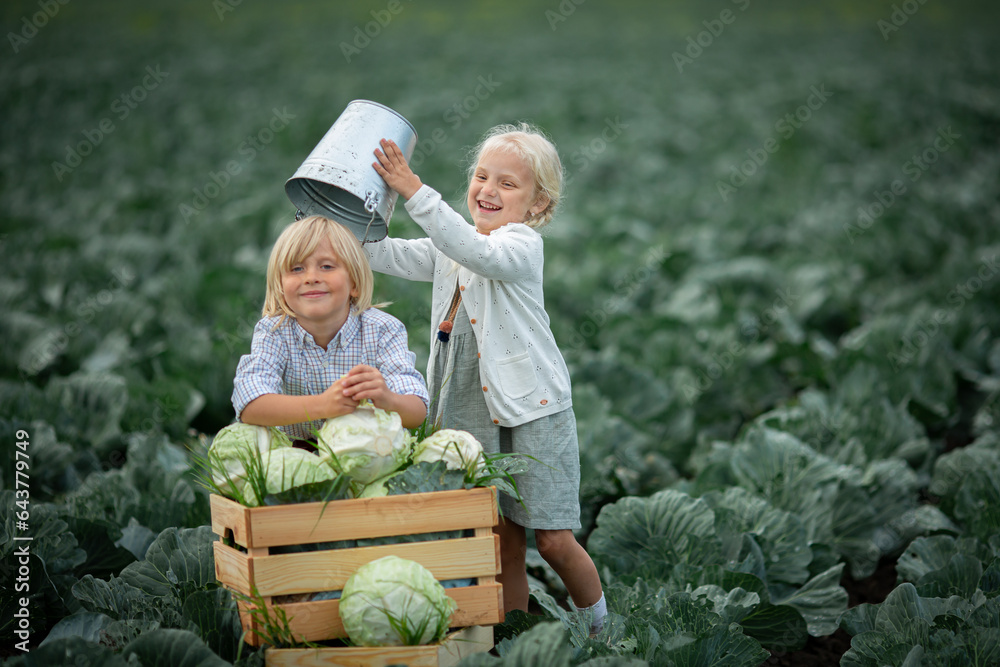 Boy and girl playing on green cabbage field in summer Boy and girl playing on green cabbage field in summer