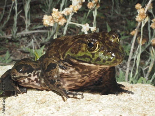 American Bullfrog - Lithobates catesbeianus photo