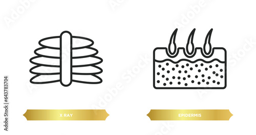 two editable outline icons from medical concept. thin line icons such as x ray, epidermis vector.