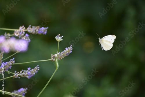 white butterfly and purple lavender flower