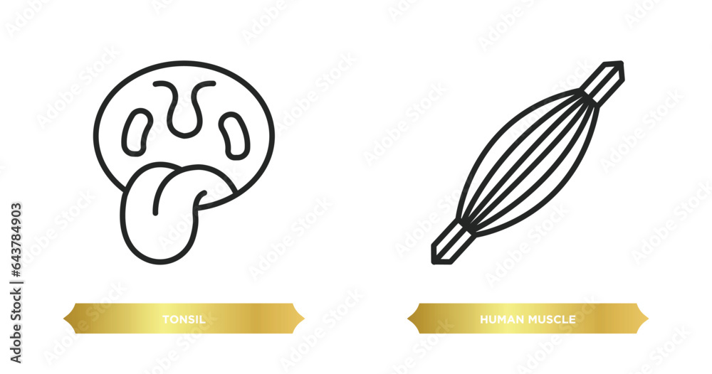 two editable outline icons from human body parts concept. thin line icons such as tonsil, human muscle vector.