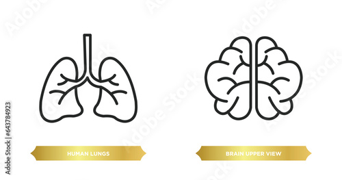 two editable outline icons from human body parts concept. thin line icons such as human lungs, brain upper view vector.