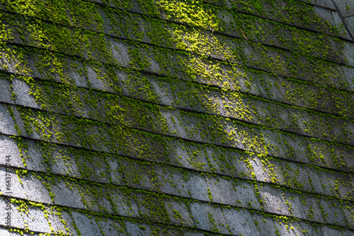 Moss on a Rooftop