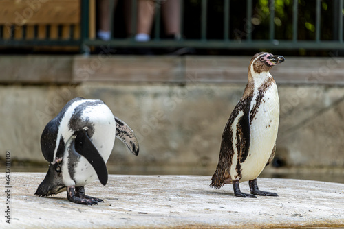 Duo de manchot de humbold