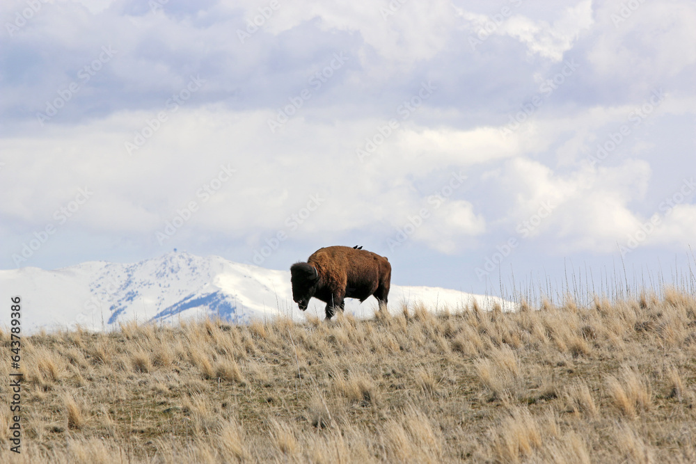 Bison on Antelope Island, Utah, in winter