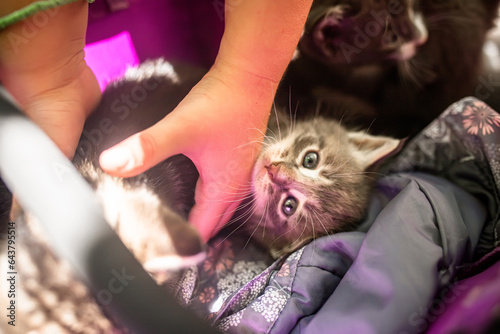 A child's hands taking a small kitten out of the crib. A child plays with newborn outbred yard kittens photo