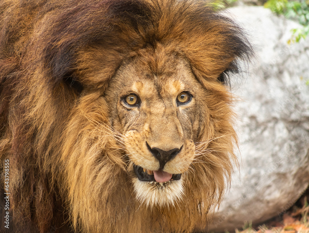 A male lion smirking. 