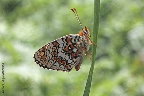 farfalla a riposo (Melitaea phoebe) photo