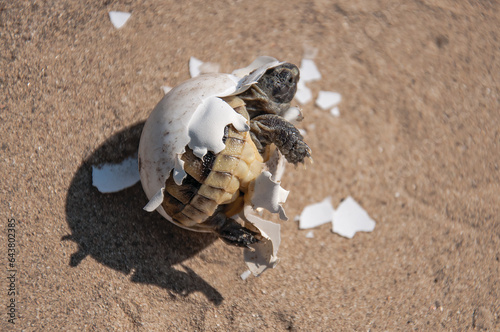 Common tortoise baby is hatching from egg. Mediterranean, baby tortoise is hatching from egg. Greek turtle baby is hatching from egg. Morocco turtle baby is hatching from egg.