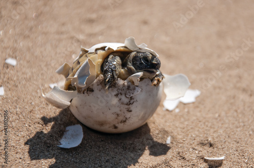 Common tortoise baby is hatching from egg. Mediterranean, baby tortoise is hatching from egg. Greek turtle baby is hatching from egg. Morocco turtle baby is hatching from egg.