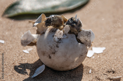 Common tortoise baby is hatching from egg. Mediterranean, baby tortoise is hatching from egg. Greek turtle baby is hatching from egg. Morocco turtle baby is hatching from egg.