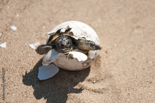 Common tortoise baby is hatching from egg. Mediterranean, baby tortoise is hatching from egg. Greek turtle baby is hatching from egg. Morocco turtle baby is hatching from egg.