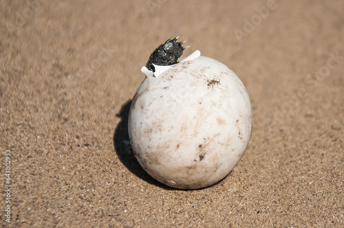 Common Mediterranean tortoise baby just hatching from egg on sand. New-born Mediterranean tortoise wriggling out of egg. Newborn turtle baby sticking its leg out of the egg close up.