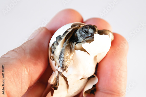 Holding in hand a newborn common Mediterranean tortoise hatching from an egg. Holding a newborn turtle just hatching from an egg.