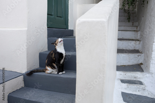 Urban cat meow sitting on stairs in Plaka suburb, Athens, Greece