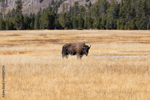 Buffalo Grazing in Yellowstone