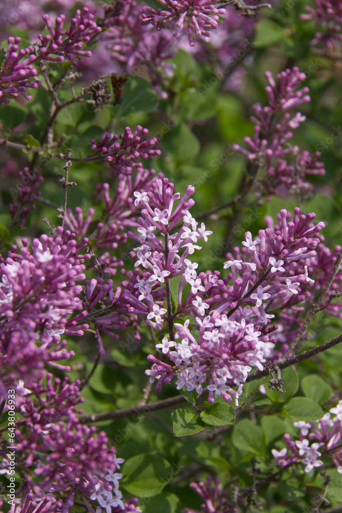 Blooming Lilacs in the Spring