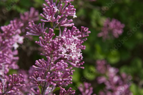 Blooming Lilacs in the Spring