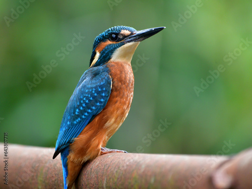 kingfisher on the branch