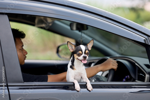 traveling with a pet dog. a small chihuahua dog looks out the car window © Andri