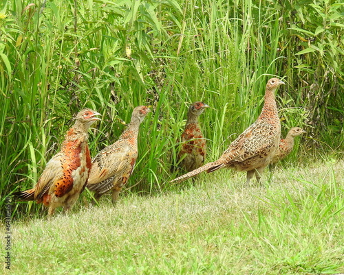 Ring-necked Pheasant (Phasianus colchicus) Colorful Game Bird