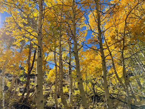 Grove of golden aspens with fall colors and blue skies in Eastern Sierra