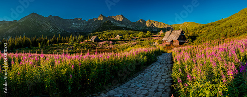 Hala Gąsienicowa - wschód słońca, kwitnąca wierzbówka