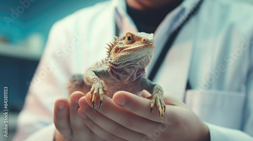 Veterinary clinic for exotic animals. Lizard in the hands of a veterinarian.