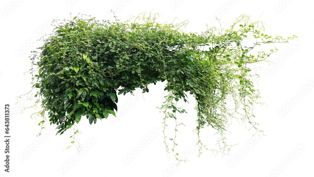 Jungle bush of three-leaved wild vine cayratia or bush grape liana ivy plant growing with long pepper plant in wild, nature frame jungle border - obrazy, fototapety, plakaty 