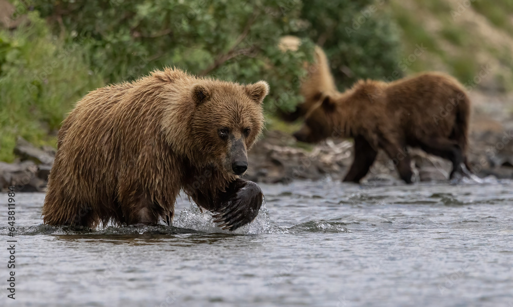 Brown bear fishing for salmon in Katmai Alaska 