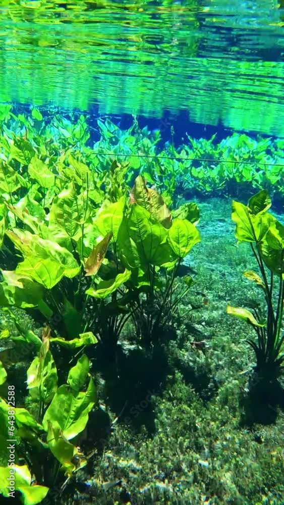 snorkel no rio do peixe, na cidade de Bonito, Estado do Mato Grosso do Sul, Brasil