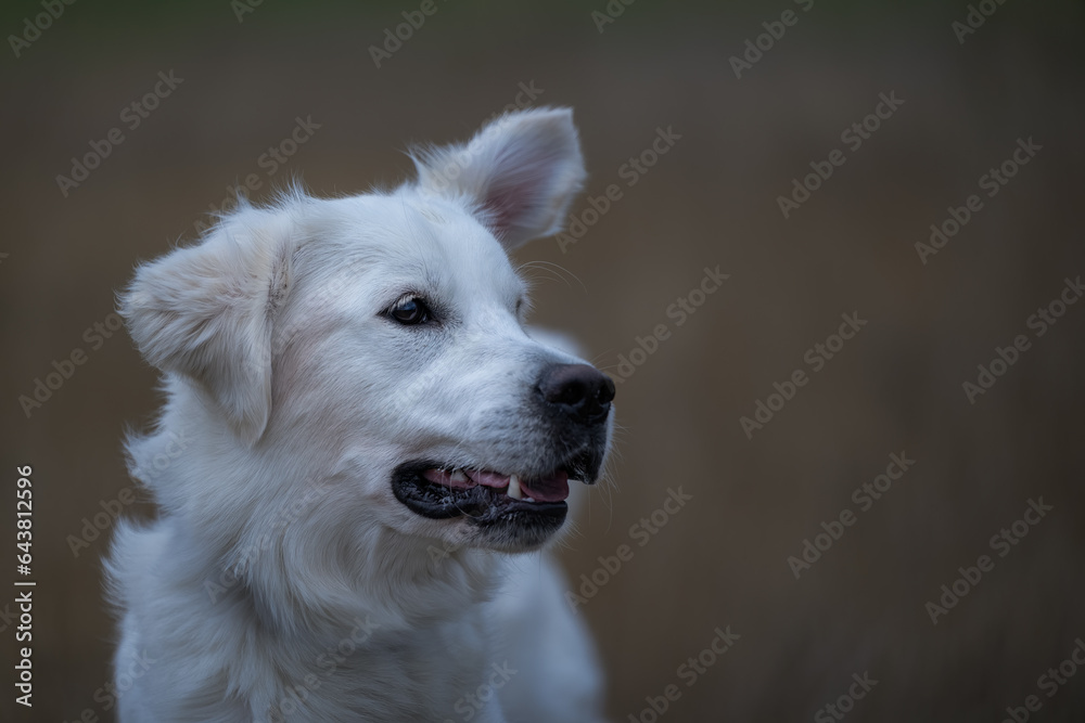 2023-09-03 CLOSE UP OF A YOUNG GOLDEN RETRIEVER LOOKING RIGHT IN THE FRAME WITH A BRIGHT EYE AND A LIGHT COLORED BLURRY BACKGROUND AT A OFF LEASH AREA AT THE MARYMOOR DOG PARK IN REDMOND WASHINGTON 2023-09-03 CLOSE UP OF A YOUNG GOLDEN RETRIEVER LOOKING RIGHT IN THE FRAME WITH A BRIGHT EYE AND A LIGHT COLORED BLURRY BACKGROUND AT A OFF LEASH AREA AT THE MARYMOOR DOG PARK IN REDMOND WASHINGTON
