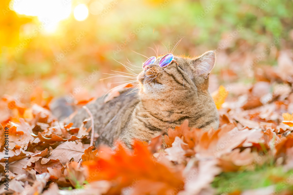 Pets in autumn season. Cute cat in round glasses in autumn foliage in the bright evening sun.Autumn cat with glasses. Autumn relaxation. 