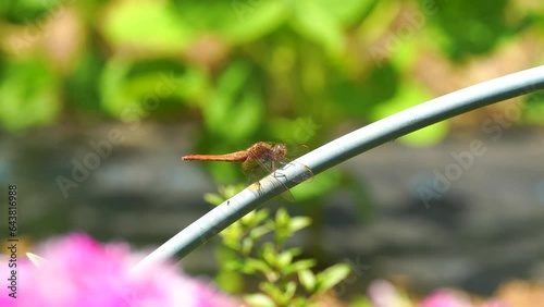 Japanese scarlet skimmer dragonfly - Crocothemis servilia mariannae  photo