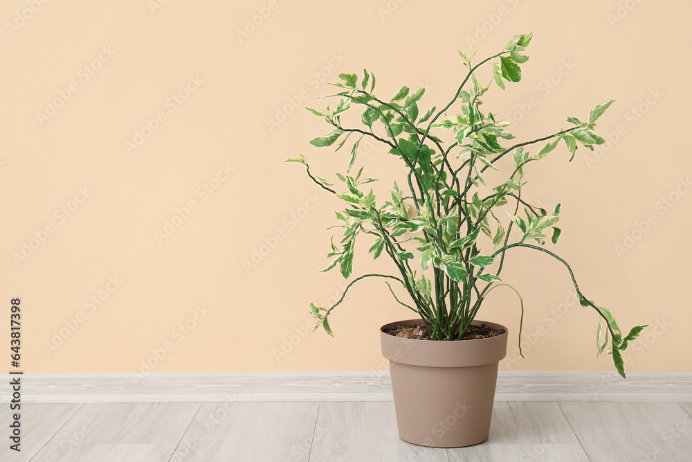 Fototapeta premium Green plant near beige wall in room