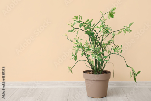 Green plant near beige wall in room