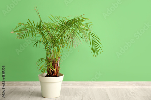 Palm tree near green wall in room