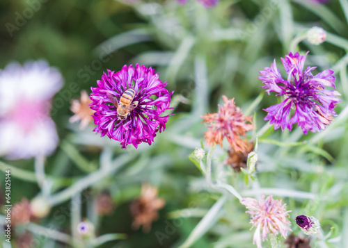 Colorful corn flowers and poopy flowers in the park