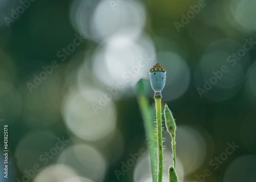 Colorful corn flowers and poopy flowers in the park photo