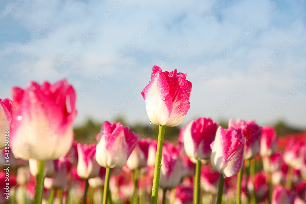 Beautiful pink tulip flowers growing in field on sunny day, selective focus