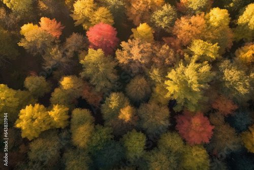 Enchanting Autumn Canopy: Majestic Aerial Serenity Amidst Vibrant Foliage, Sunlit Forest, and Tranquil Wilderness