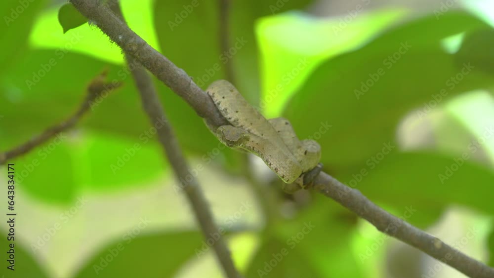 A brongersma's pit viper craspedocephalus brongersmai, native to metawai islands of Indonesia, slithering through tree branches