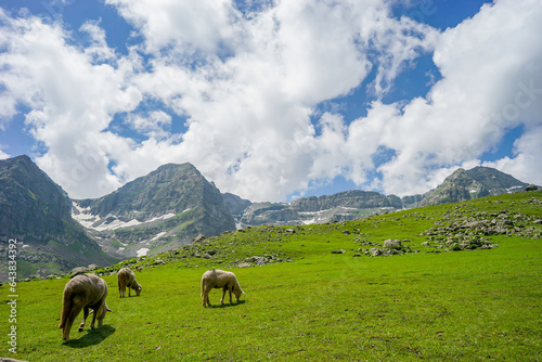 Herd of sheep in the mountains, Tarsar Marsar trek, india.