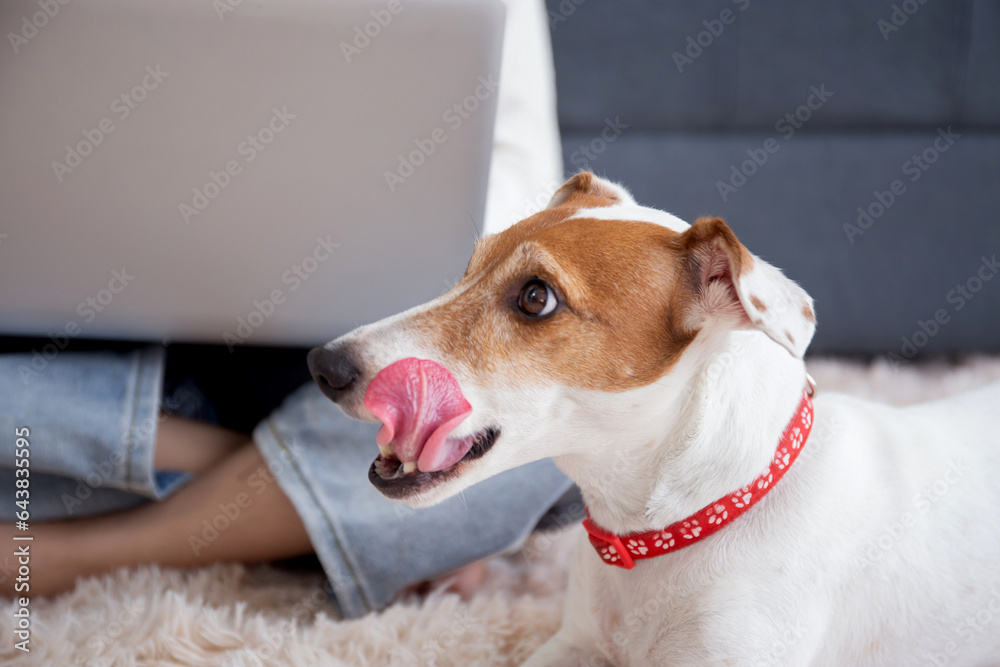 Closeup young asian woman sitting working on laptop computer to internet online with cozy with companion dog in the living room at home, woman leisure with pet, lifestyles concept.