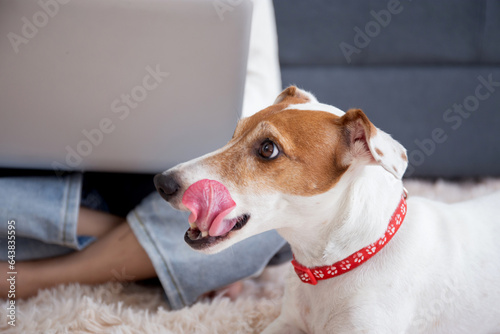 Closeup young asian woman sitting working on laptop computer to internet online with cozy with companion dog in the living room at home  woman leisure with pet  lifestyles concept.