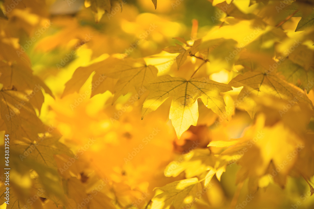 Yellow maple leaves hanging on a branch glow beautifully in the sun, letting in the glare of the sun's rays. Aesthetic autumn background change of seasons. Maple sprouts transparent glow with gold Yellow maple leaves hanging on a branch glow beautifully in the sun, letting in the glare of the sun's rays. Aesthetic autumn background change of seasons. Maple sprouts transparent glow with gold